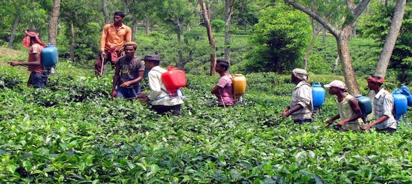 Darjeeling tea planters hope for a better season this year