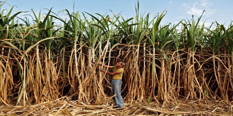 Sugar industry feels new MSP too low for farmers to cover their costs