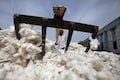 India's cotton output may hit 9-year low, curb exports