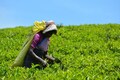 Tea industry going through a weak period, says Jayshree Tea