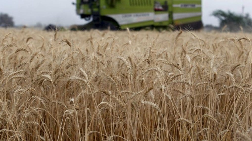 Wheat output projected to fall 3% even as total foodgrain production ...