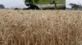 Govt procures 3.49 lakh tonnes of wheat so far in 2021-22 marketing season