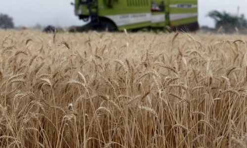 Wheat output projected to fall 3% even as total foodgrain production eyes record high