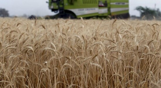 Govt lowers wheat production estimates 5.7% as ‘early summer’ singes crops