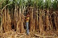 Cabinet approves Rs 8,500 crore bailout package for sugar industry