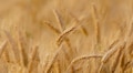 Narendra Tomar denies wheat shortage in India; says ban imposed to check 'rampant' export of grain