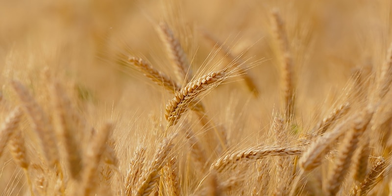 Farmer groups divided on wheat export ban, seek stronger crop export policy for better income​