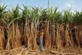 India needs sugar reforms as stocks climb, says ISMA chief