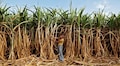 Lok Sabha polls: What's ailing sugarcane farmers in UP's Baghpat?