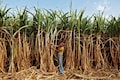Global sugar production to fall, but Indian output to rise: USDA