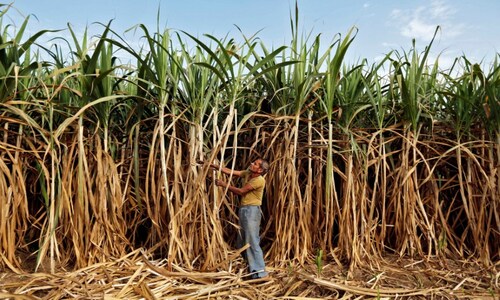 Cabinet to consider Rs 4,500 crore package for sugar industry on Wednesday