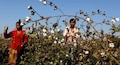 Coronavirus: Cotton exports to China expected to normalise in 15 days, says CAI