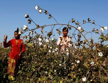 WTO  Agriculture - Cotton