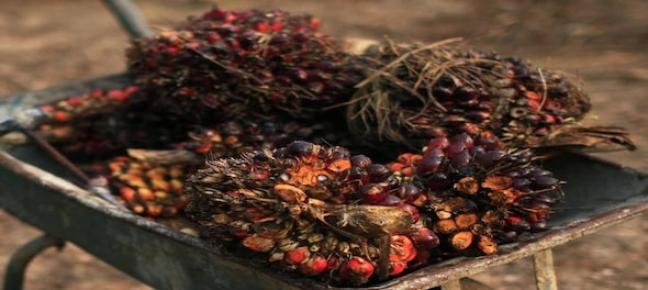 Being Agrarian: Sustainable palm oil holds promise for current and future food security in India