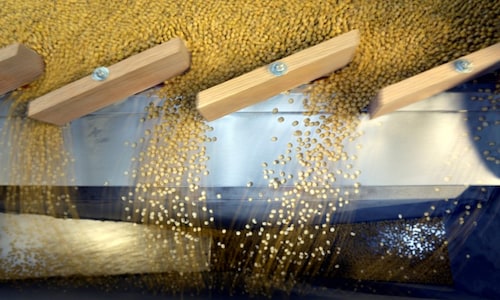 Soybean prices have soared 76% in domestic markets; here’s why