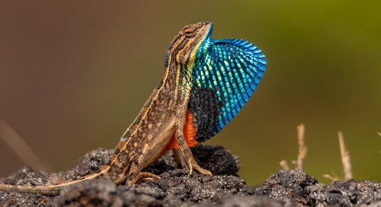 Up, close and personal with fan throated lizard