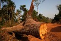 Who bears the cost of cutting trees for ‘development’?