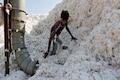 Cotton price rise in India and US explained — how textile industry is meeting its needs