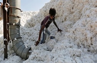 India's cotton exports to shrink close to 30 percent in FY23