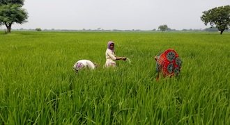 India rice rates nudge up, Vietnam prices ease from multi-year highs