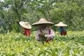 Amazon India looks to bring small tea growers in exporters' list, says report