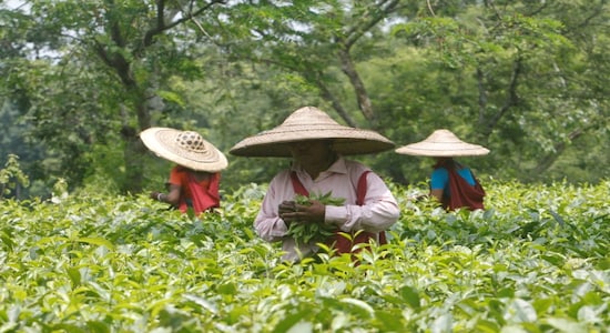 James Warren Tea, James Warren Tea share price, stock market, James Warren Tea approves buyback proposal James Warren Tea, James Warren Tea share price, stock market, James Warren Tea approves buyback proposal