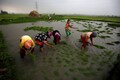 Monsoon lull worries farmers in Marathwada
