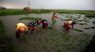 Paddy sowing up 2.27% so far; area up in states like Karnataka