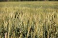 Amid coronavirus outbreak, govt sets wheat procurement target at 40.7 million tonnes for 2020-21