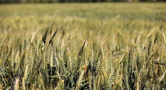 Experts Explain: Why are wheat prices surging?