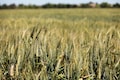 Amid coronavirus outbreak, govt sets wheat procurement target at 40.7 million tonnes for 2020-21