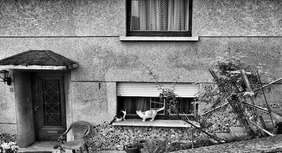 A closeup of a home with a pet cat you hardly see people