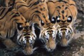 Target to double tiger population in India, says Union minister Harsh Vardhan