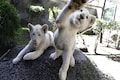 Two rare white lion cubs newly on display at Mexican zoo