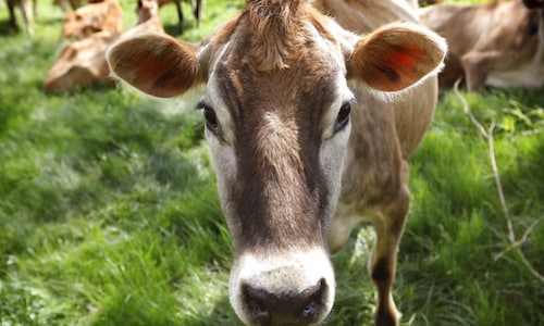 Uttar Pradesh government to impose 0.5% 'gau kalyan' cess for cow protection