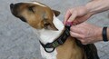 A dog's life: fitness trackers help put fat pets on a diet