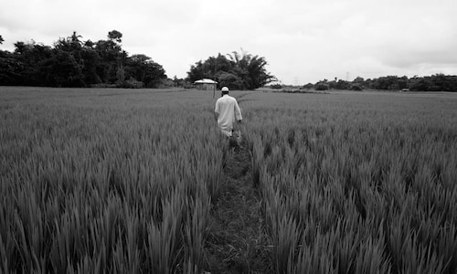 Mysterious ‘dwarfing’ disease hits Punjab, Haryana rice crop in times of shortfalls