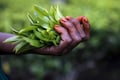 India's July tea output drops 6.7% on lower rains