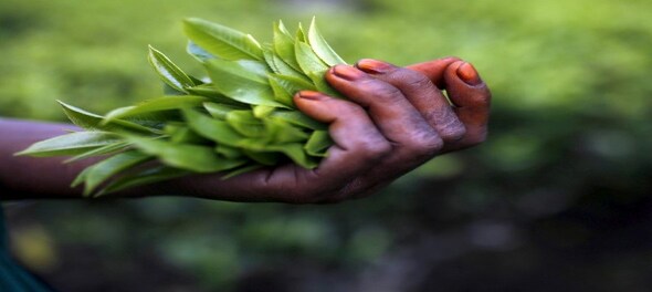 Bombay Burmah to sell 3 tea estates in Tanzania for $1.2 million