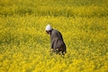 Sebi bars NCDEX from launching new mustard seed contracts; FAO food prices up 32.8% in Sept