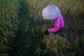 India rice prices recover; low Thai rates dampen Vietnamese offers