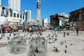 Jail birds: Thailand considers prison for feeding pigeons