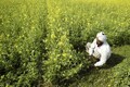 China drops ban on rapeseed meal from India, says customs