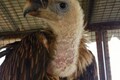 8 critically endangered white-backed vultures to be released to the wild