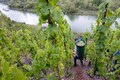 Sula Vineyards says grape farms weren’t hit much due to unseasonal rains