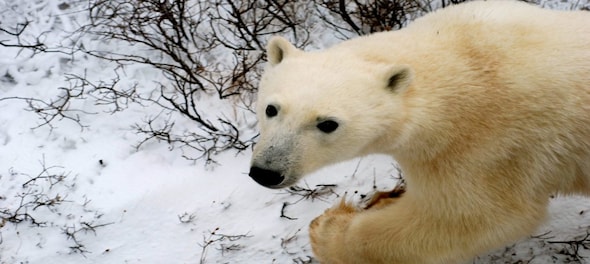 International Polar Bear Day 2024: Know the population of the 'vulnerable' species