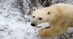 International Polar Bear Day 2024: Know the population of the 'vulnerable' species