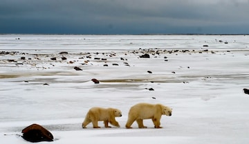 Travel: Polar Bear expedition