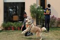 Pampered pooches get clean air as people choke on smog
