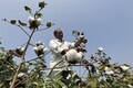 Import duty cuts offered by governmet cools cotton prices off record highs